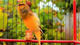 Canary Bird Singing for Training and Mating  Powerful Natural Canary Song 23 screenshot 2