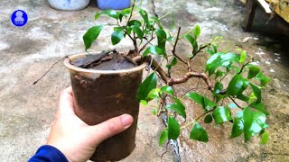 [Bonsai] Cắt tỉa cây Sanh S1 | Pruning Ficus Benjamina S1