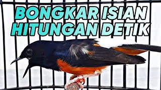 Tanpa Menunggu Lama  Murai Apapun Jenisnya Akan Ikut Gacor Dan Bongkar Isian