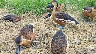 Pelihara burung belibis dengan metode di lepas liarkan// wistling duck @Bayhaqi petualang