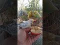 🛍️これはズルい…日本のインコ癒しグッズ🐦✨