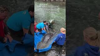 Florida Manatee Release #shorts #manatee