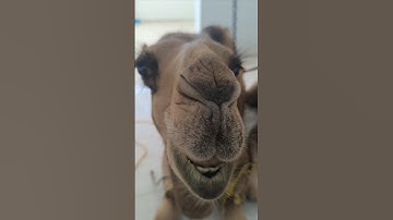 camel funny video #animals #camel #funny #shorts #shortsfeed#foryou  #viralvideo 🤣