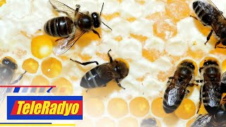 Majority of honey sold in markets contain sugar syrup: DOST | TeleRadyo screenshot 2