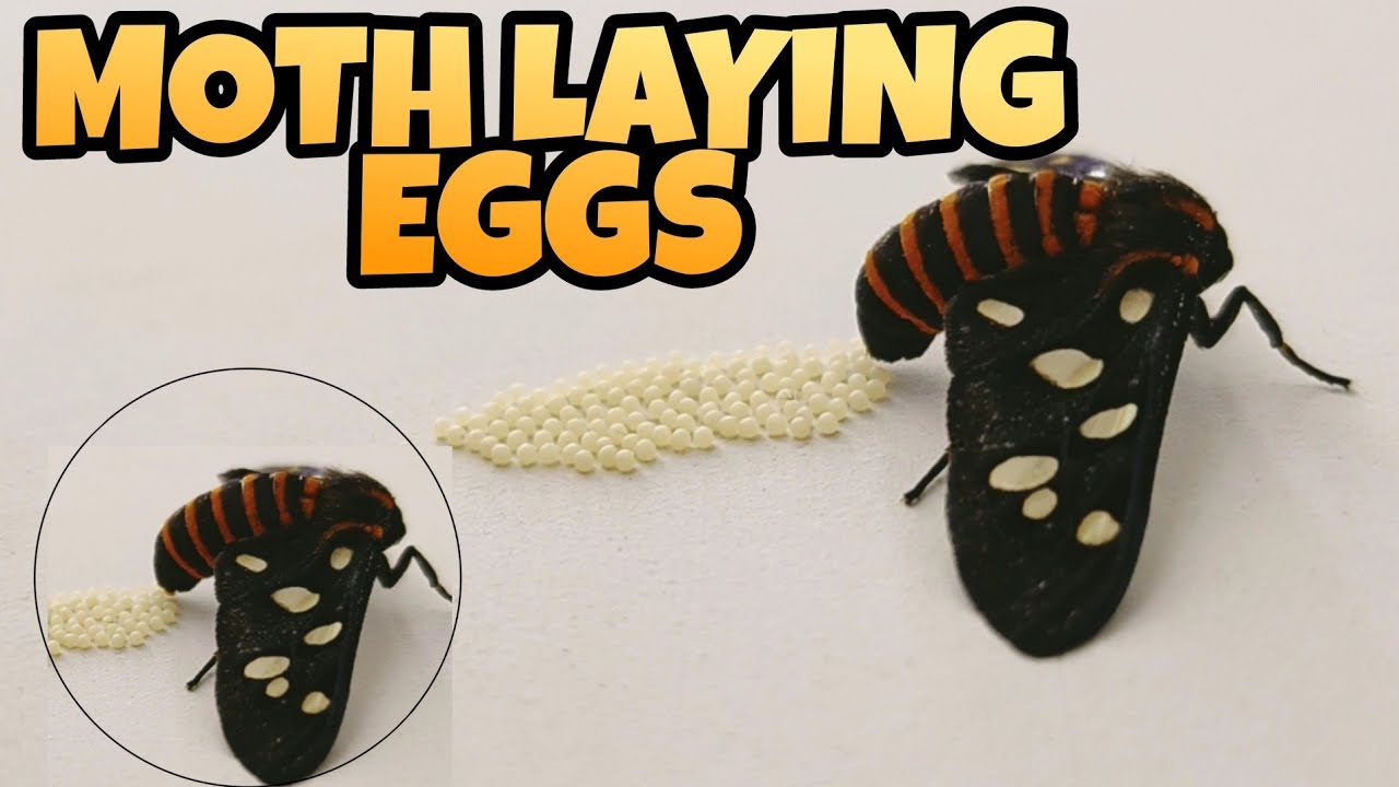 Amata huebneri wasp moth laying eggs on newly painted wall..🦋🦋