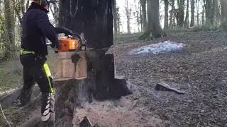 How I safely felled a dangerous beech tree!!🌳