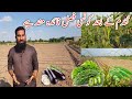 What to grow in April after wheat cultivation |High to low budget crops |Anti insect netting|IR FARM