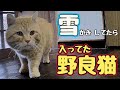 人が いないと思って…【野良猫】