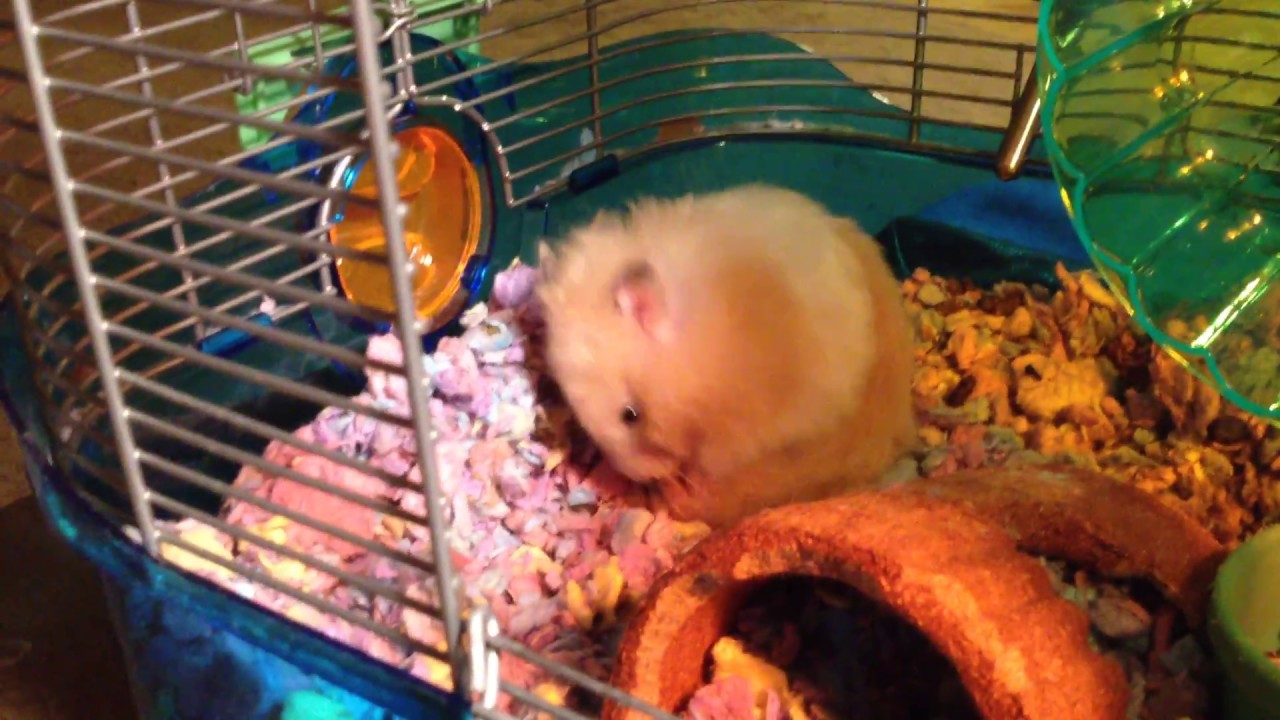 Cookie Grooming YouTube