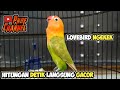 Awas, hitungan detik lovebird anda langsung nyaut lihat Lovebird Gacor