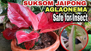 SUKSOM JAIPONG AGLAONEMA SAFE FOR INSECT