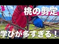 【本には載らない】桃の剪定・仕立て方の詳しいやり方をプロ農家が実演解説