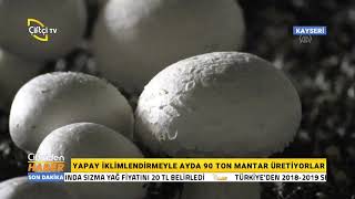 Yapay İklimlendirmeyle Ayda 90 Ton Mantar Üretiliyor
