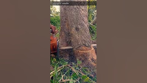 Tricks for cutting teak and mahogany trees