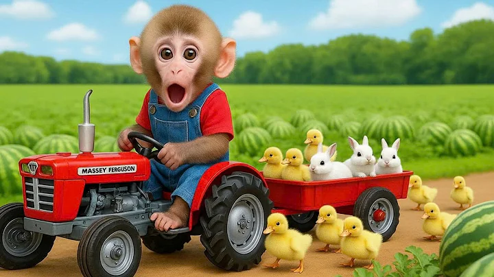 Monkey Toto at the watermelon farm: harvesting sweet fruits with rabbits and ducklings