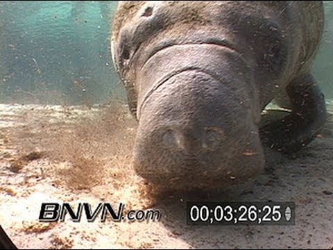 Manatees at the Three Sisters Spring in Crystal River Florida. March 2007 Part 4 of 5