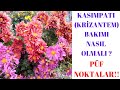 Kasımpatı çiçeği ( krizantem ) bakımı - YouTube