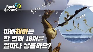 출산왕 아빠 해마의 생생한 출산고통체험기 (ft.아기해마는 누가 키울까요?) seahorse