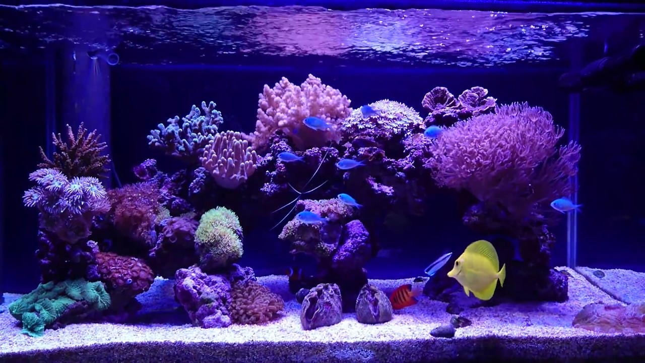 90cm Tank3 サンゴ 海水魚 Coral Fish Aquarium Youtube