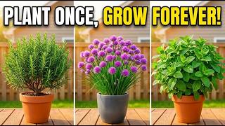 Stop Buying Herbs! 13 Perennial Herbs That Come Back STRONGER Every Year