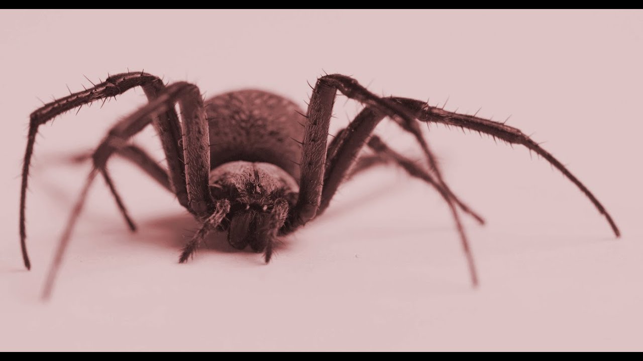 Spider Solitaire HD Teaser Trailer - Windows Phone Exclusive