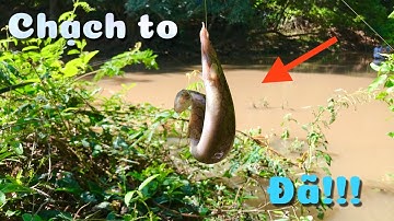 Buổi câu cá chạch bội thu/bãi câu mới cá đớp liên tục/chạch to,cá sông cực nhiều|tập 4
