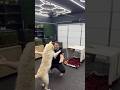 This Dog Was Left to Die #fishtok #dogtok #dogrescue #cutedog #aquarium