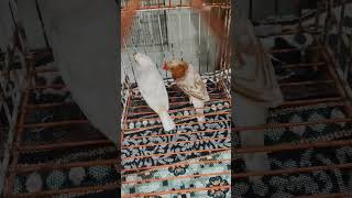 Full Orange Exhibition Finch Pair | Premium Quality Finches | Rare & Beautiful 🧡🐦🔥#shorts