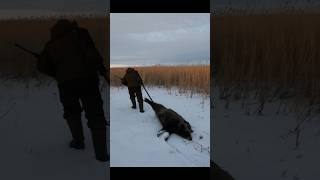 Добыл Трофея! Тащи! / Boar Hunting #Hunting #Shorts