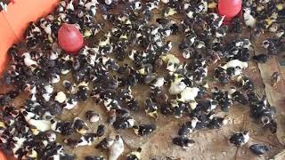 চিনা হাঁসের বাচ্চা পাইকারি ও খুচরা বিক্রয় করা হয়। screenshot 5