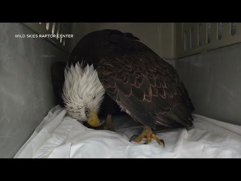 Lead bullets shot at varmints fatally sicken eagles, but there are alternatives