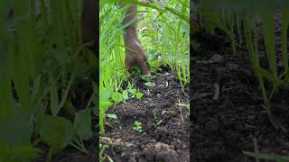 Download Lagu Kangkong growing MP3