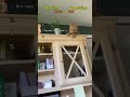 Ranking Cats Forgetting How to Cat #ranking #cats #foryou