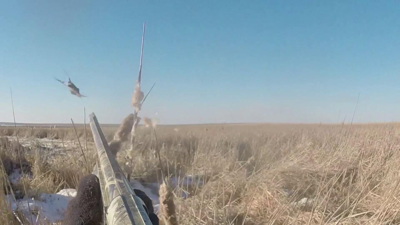 2016 Presho South Dakota Pheasant Hunt by Kevin Dooley DVM YouTube