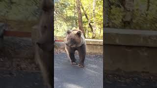 Man Throwins a Snack to a Wild Bear