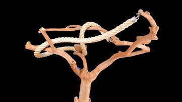 Java bomen bij Papegaaienspeciaalzaak Dieca