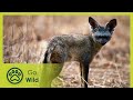 Namibias Bat Eared Foxes: Survivalists of the Desert - Go Wild