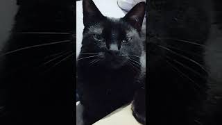 Piosenka O Kocie.o Tym Kocie