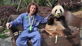 Un día trabajando en una RESERVA DE PANDAS! | China