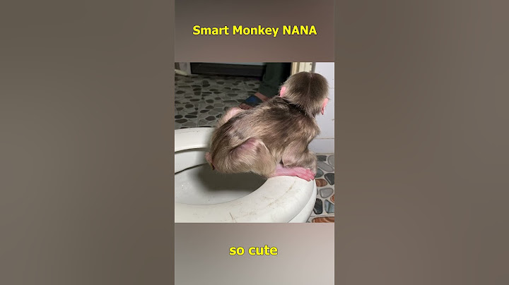 NANA the monkey poops by herself #monkeyfamily #monkey #smartmonkey #babymonkey #shorts #monkeyvideo
