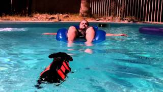 Buddy - Dog trying out dog life jacket Part 1