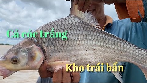Ngâm lưới cá Sủ ngày mưa dính nhiều loại cá Cóc. cá Mè. cá Úc Gạo về kho bần ăn quá đã | Cldv #528