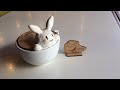 るなとじょーじのラテアート生配信!✨♯お試し