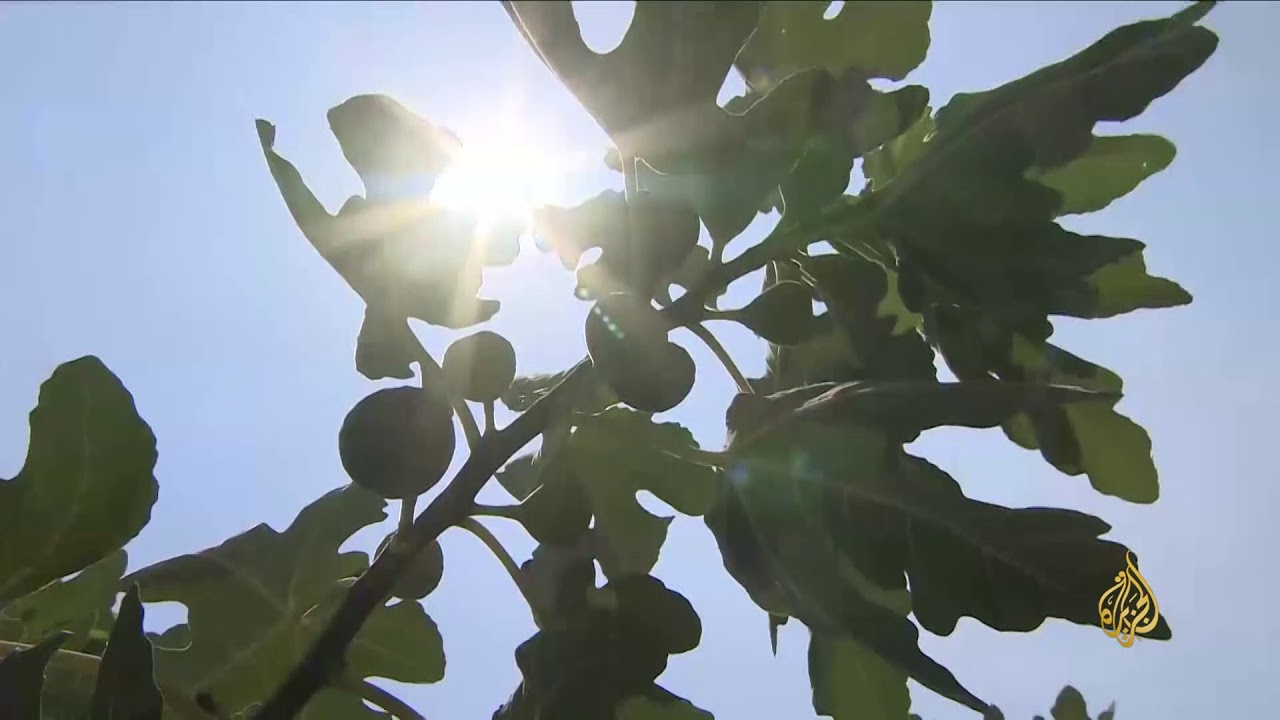 هذا الصباح- أصناف غير تقليدية للزراعة بالأردن