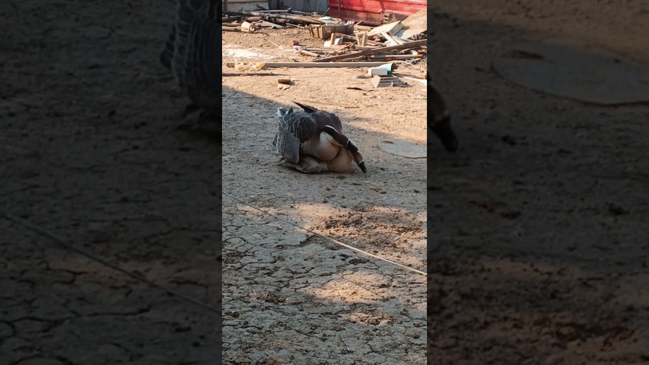 Ever have I never see these#goose #djkls #pet #birds #pets #geese #lovely #love #fun #happy #funny 