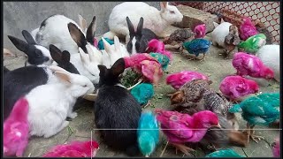 Menangkap ayam lucu, ayam warna warni, ayam rainbow, bebek, angsa, ikan hias, ikan cupang632