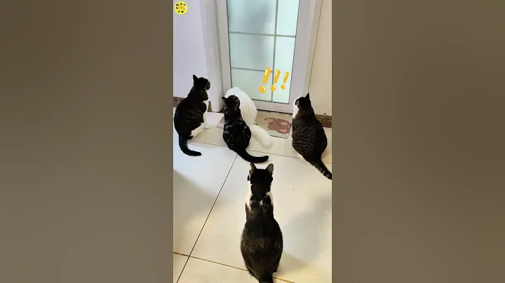 Video 11837111: cat funnycats kitten cutecat, cat kitten cute funnycats, cat kitten cutecat funny, bathroom cat cute