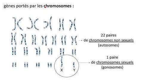 Gènes, allèles, dominance/récessivité