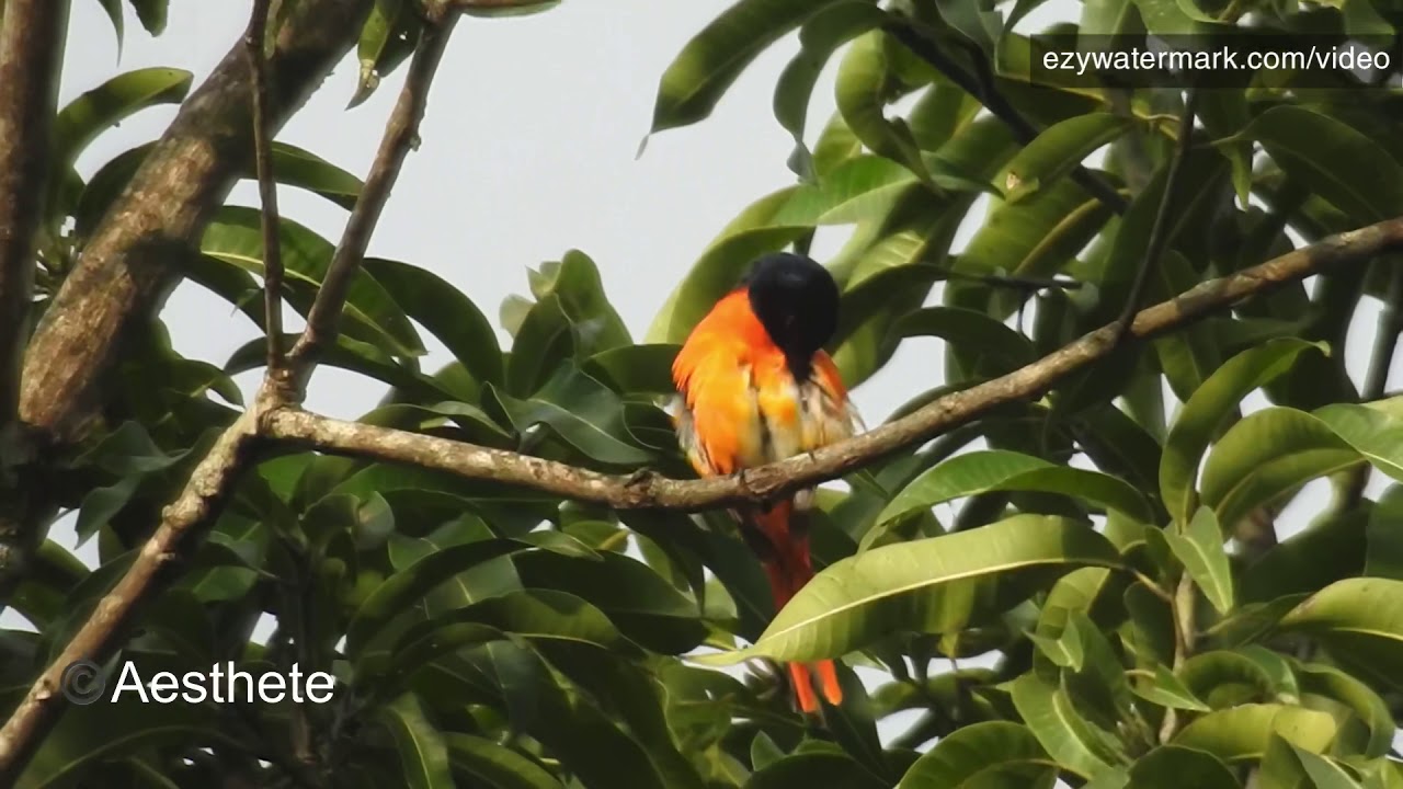 Orange Minivet male OR निखार  