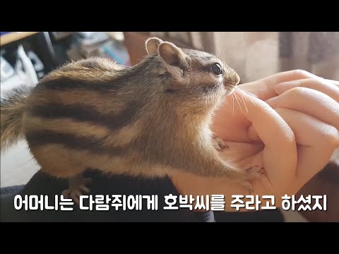 어머니는 다람쥐에게 <strong>호박씨를</strong> 주라고 하셨지